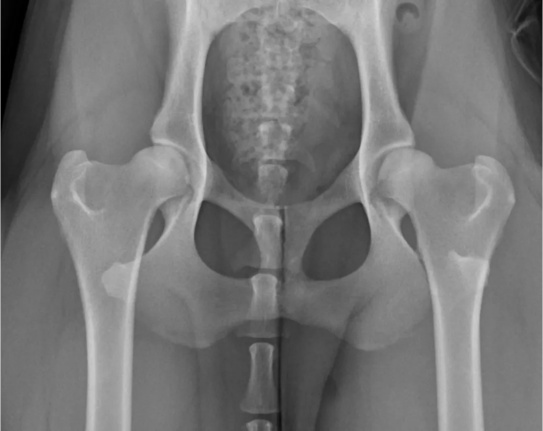 Canine hips — orthopedic radiograph