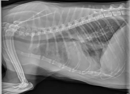 Feline thoracic radiograph